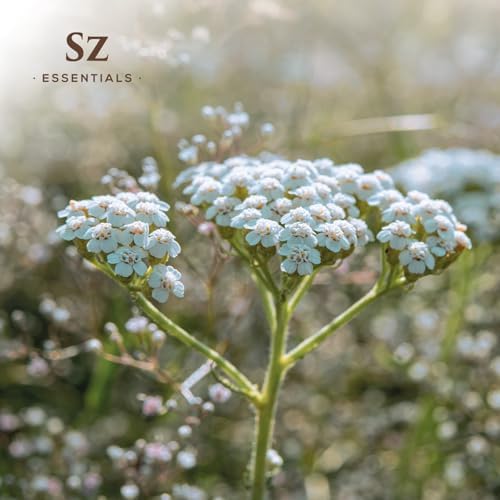 Blue Yarrow Essential Oil – 100% Pure – Calming & Grounding – Deep Blue Steam-Distilled Oil from Achillea millefolium – Aromatherapy, Self-Care & Natural Perfumery – 0.22 fl oz (6.5 mL)