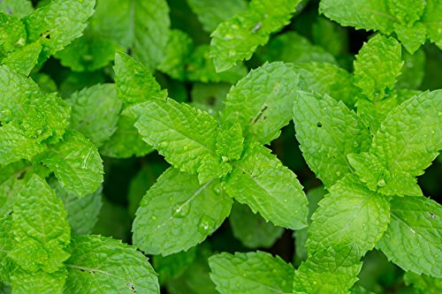 US Organic 100% Pure Peppermint Essential Oil - USDA Certified Organic - 10 ml Pack of 2 - w/Improved caps and droppers (More Size Variations Available)