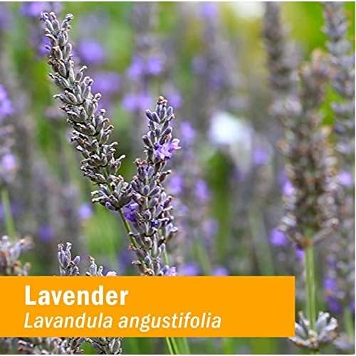Herb Pharm Certified Organic Lavender Flower Liquid Extract for Calming Nervous System Support, 1 Fl Oz