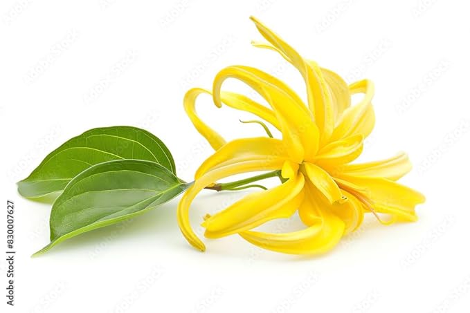 US Organic Ylang Ylang Essential Oil – 100% Pure Complete Grade, USDA Certified, Steam Distilled from Cananga Odorata – Floral Scent for Diffuser, Perfumery, Skincare – Sourced from Madagascar, 10ml