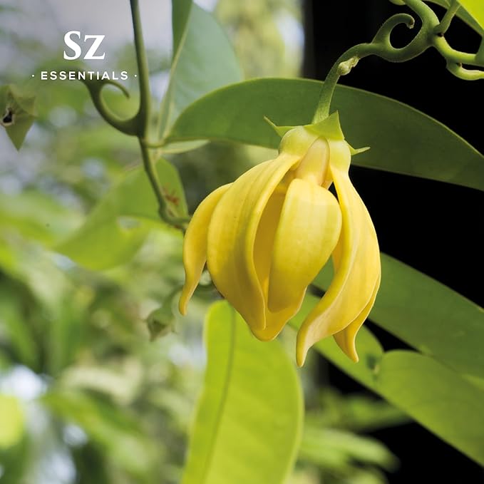 Ylang Ylang Essential Oil - 100% Pure Natural and Undiluted- Extracted from Cananga Odorata var. Genuina - Floral & Sweet Scent with Fruity Overtones - Therapeutic Grade & Vegan - 0.17oz