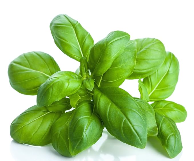 US Organic 100% Pure Basil Essential Oil - USDA Certified Organic, Steam Distilled W/Euro droppers (More Size Variations Available) (30 ml / 1 fl oz)