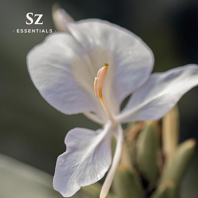 Ginger Lily Essential Oil - 100% Pure & Undiluted - Extracted from Hedychium Coronarium - Therapeutic Grade & Vegan - 0.17 oz (5 ml)