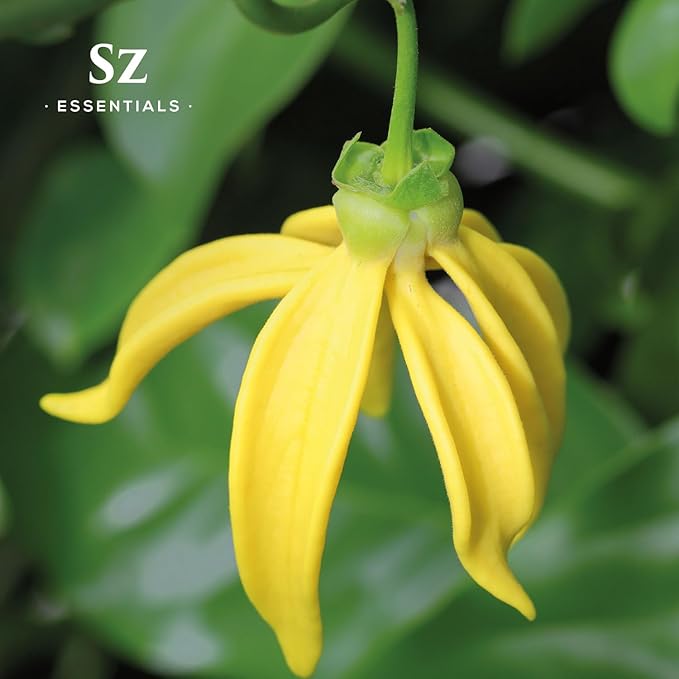 Ylang Ylang Essential Oil - 100% Pure Natural and Undiluted- Extracted from Cananga Odorata var. Genuina - Floral & Sweet Scent with Fruity Overtones - Therapeutic Grade & Vegan - 0.17oz