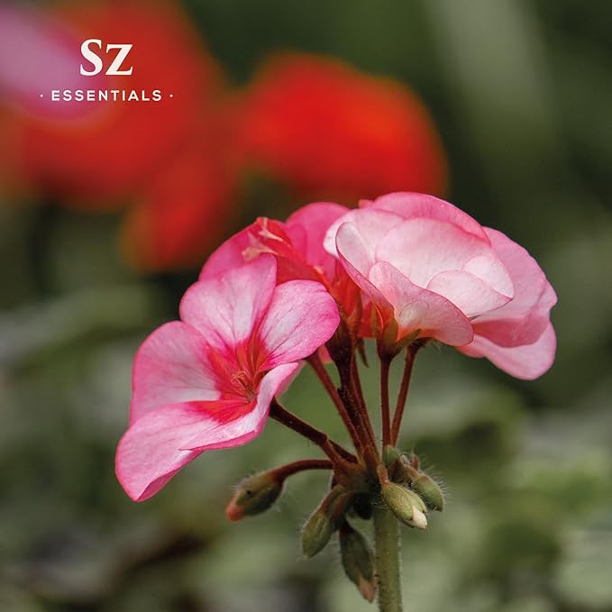 – Geranium Rosé Essential Oil 5mL – 100% Pure & Natural – Pelargonium graveolens VAR. roseum – Sweet Rose-Geranium Scent – for Aromatherapy, Perfumery – Vegan & Therapeutic Grade (5 mL)