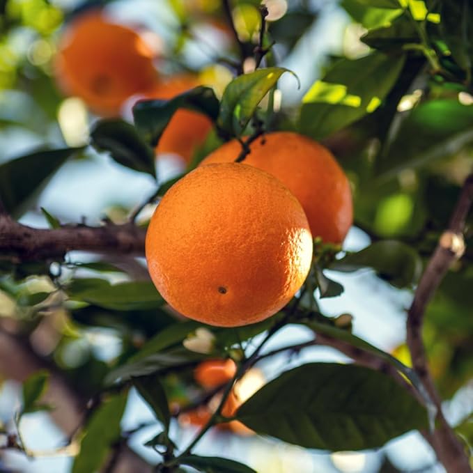 Blood Orange Essential Oil - Direct from Citrusmade in Sicily - Pure Essential Oil for Diffusers and Aromatherapy - Natural Citrus Scent | 100% Pure Therapeutic Grade (22lbs)