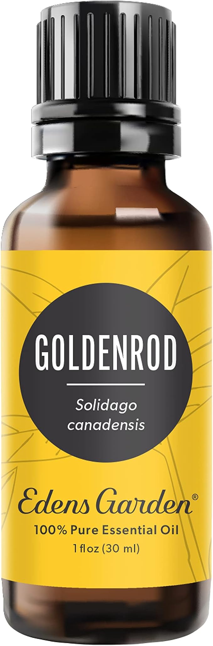 Edens Garden Goldenrod Essential Oil- 100% Pure Premium Grade, Undiluted, Natural, Therapeutic, Aromatherapy, The Best for Diffuser, Skin, Face, Humidifiers 30 ml (1 fl oz)