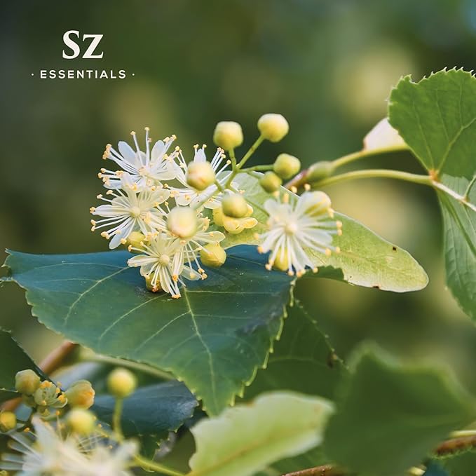 Linden Blossom Absolute Essential Oil – 100% Pure & Natural – Undiluted Tilia vulgaris Extract – Floral Aromatherapy Oil – Vegan & Therapeutic Grade – 0.17 fl oz. (5 mL)
