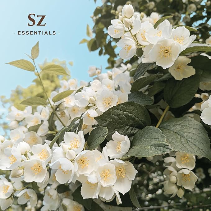 Jasmine Absolute Essential Oil – 100% Pure & Undiluted – 4 Jasminum Species – Divine Floral & Exotic Scent! – Aromatherapy & Natural Perfumery - Therapeutic Grade & Vegan – 0.17oz (5mL)