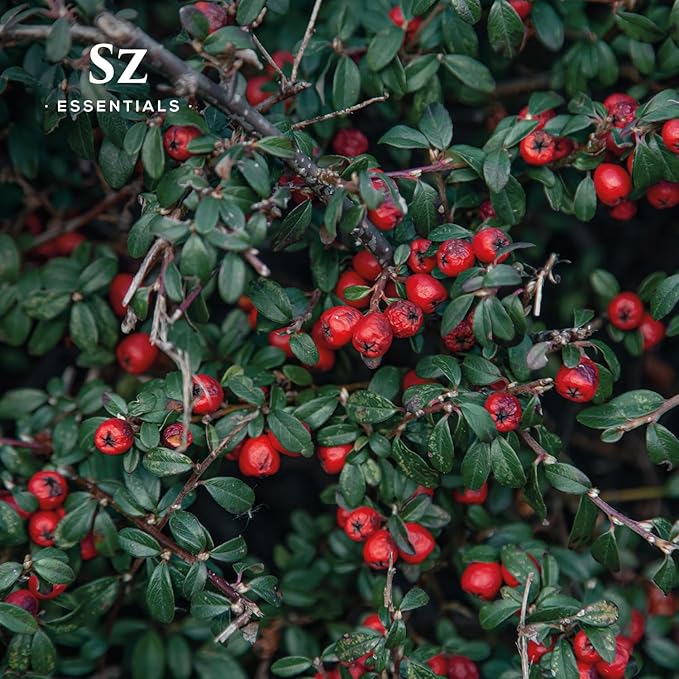 Wintergreen Essential Oil 100% Pure & Natural – Gaultheria procumbens – Therapeutic Grade, Undiluted – Sweet Minty Birch Aroma – Refreshing Aromatherapy Oil – Made in The USA – 5mL