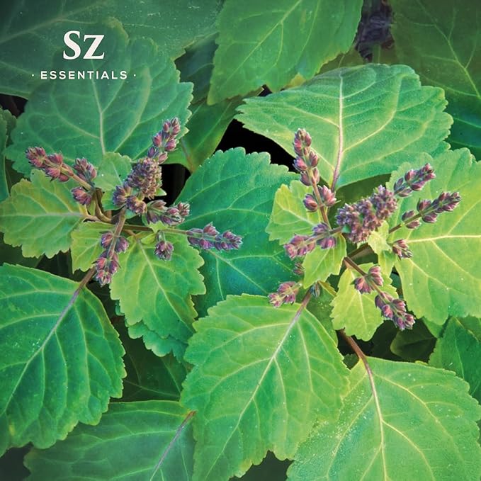 – 5-Year Aged Dark-Patchouli – Premium Essential Oil – Deep, Earthy Aroma | 100% Pure for Aromatherapy, Wellness & Natural Perfumery – DIY | Therapeutic Grade & Vegan – 0.17 fl oz.