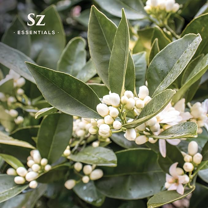 Petitgrain Sur Fleurs Essential Oil - 100% Pure and Undiluted - Extracted from Neroli-Bitter Orange Tree - Citrusy & Woody Scent with Fresh Neroli Floral Overtones - Therapeutic Grade