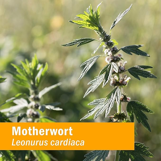 Herb Pharm Certified Organic Motherwort Liquid Extract for Endocrine System Support - 1 Ounce (Pack of 2)