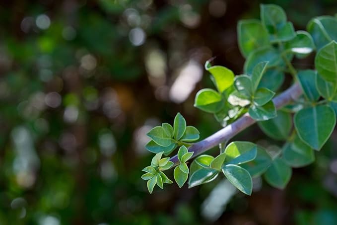 US Organic 100% Pure Frankincense (Boswellia Carteri) Essential Oil - Sourced from The Horn of Africa, USDA Certified Organic, Use Topically or in Diffuser, Perfect for Yoga or Meditation (5 ml)