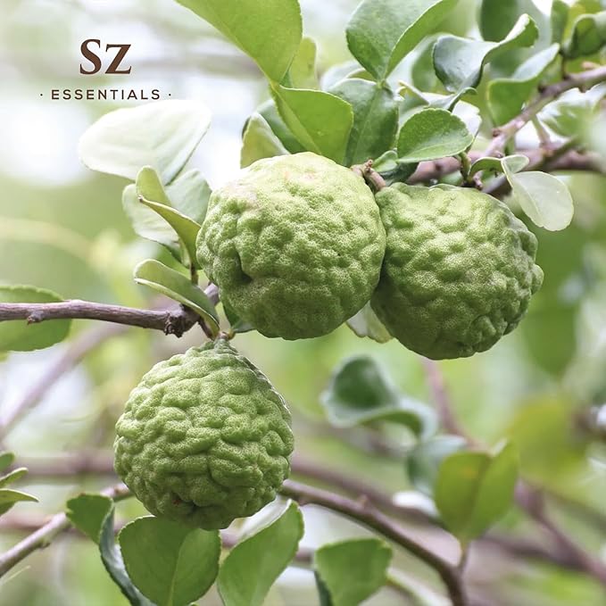 Kaffir Lime Leaf Essential Oil -100% Pure and Undiluted - Extracted from Citrus Hystrix Leaves - Earthy & Citrusy Scent with Fruity Overtones - Therapeutic Grade & Vegan - 0.17oz (5ml)
