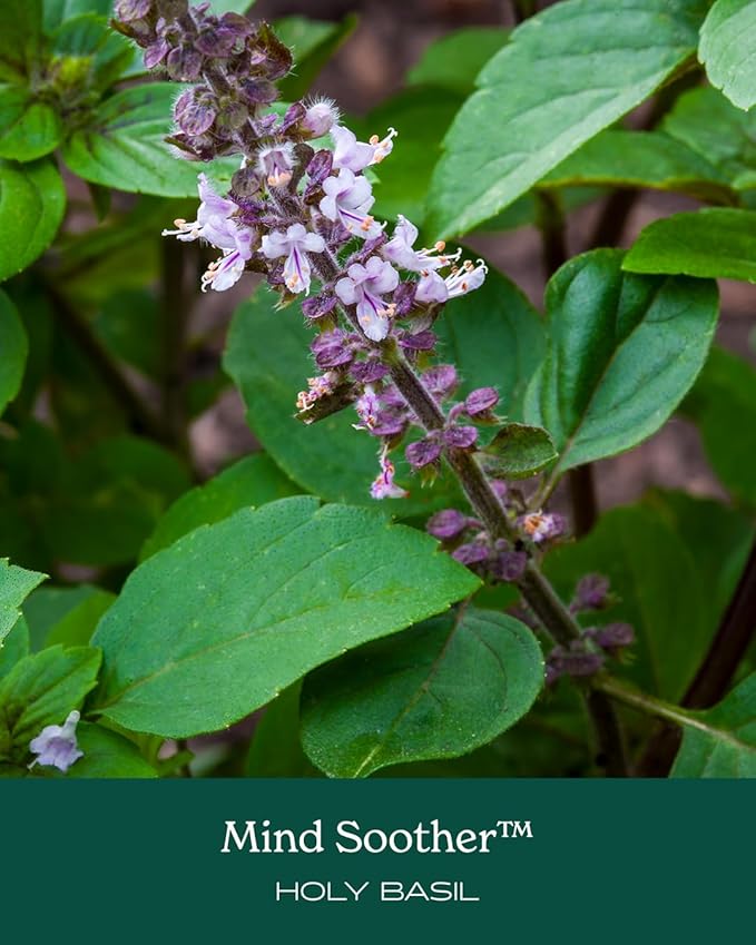 Herb Pharm Anxiety Soother Liquid Herbal Formula with Kava Extract and Holy Basil Essential Oil for Mild and Occasional Anxiety Support* - 1 Ounce