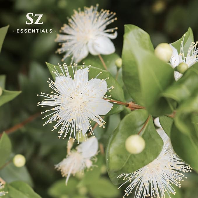 Myrtle Essential Oil, 100% Pure and Natural - Steam Distilled from Myrtus Communis - Fresh & Herbal Scent with Camphor-Like Overtones - Therapeutic Grade & Vegan - 0.17oz (5ml)