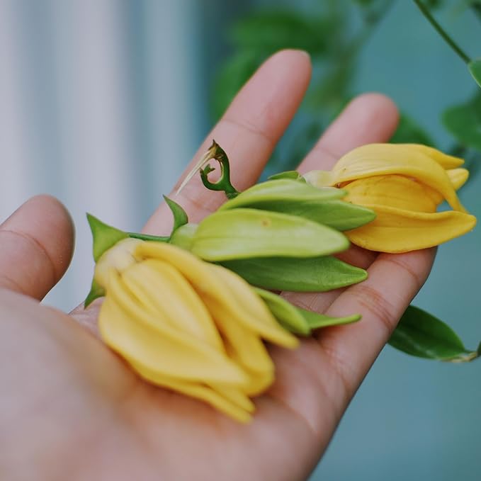 Ylang Ylang Essential Oil - Direct from Malagassi Essential Oils Madagascar - Steam Distilled - Aceite de Ylang Ylang for Aromatherapy, Diffuser, DIY Candle and Soap Making - 15ml