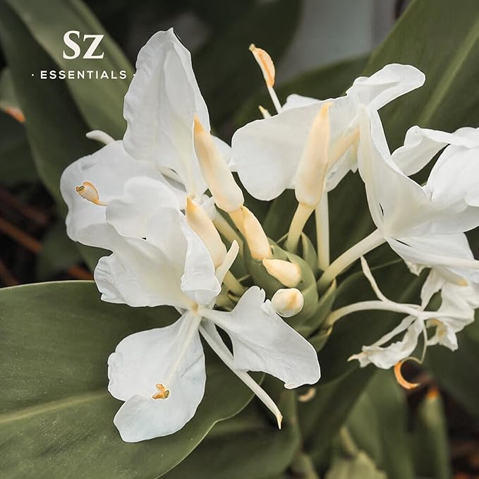Ginger Lily Essential Oil - 100% Pure & Undiluted - Extracted from Hedychium Coronarium - Therapeutic Grade & Vegan - 0.17 oz (5 ml)
