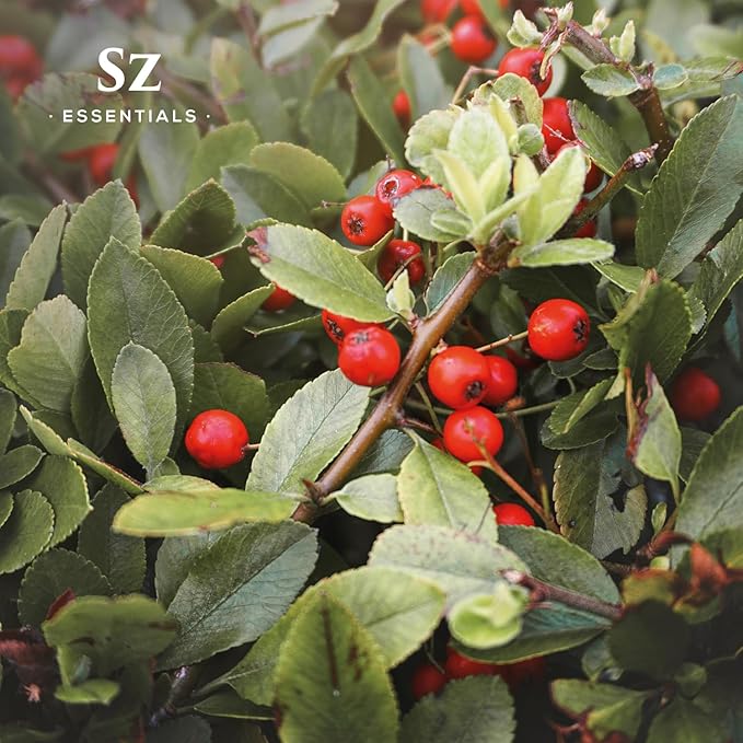 Wintergreen Essential Oil 100% Pure & Natural – Gaultheria procumbens – Therapeutic Grade, Undiluted – Sweet Minty Birch Aroma – Refreshing Aromatherapy Oil – Made in The USA – 5mL