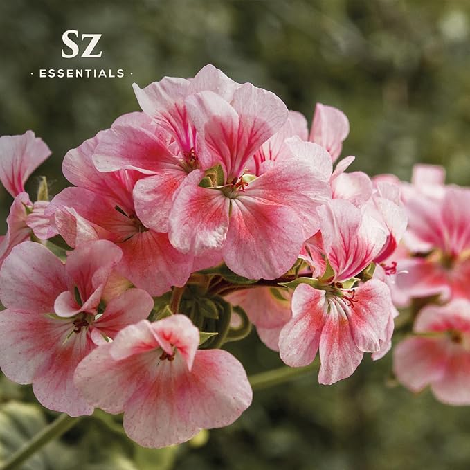 High Altitude Geranium Essential Oil – 100% Pure & Natural, Grown in The High-Altitude – Aromatherapy, Home Use – Therapeutic Grade & Vegan – 5 mL