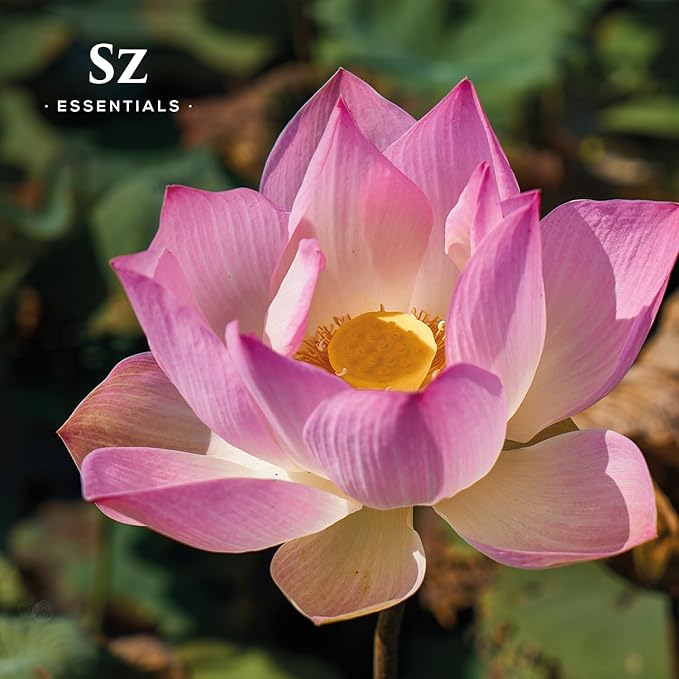 Pink Lotus 100% Pure, Essential Natural Oil - Extracted from Nymphaea Nucifera - Divine & Sweet Scent, with Exotic Floral Overtones - Therapeutic Grade & Vegan - 0.17oz (5ml)