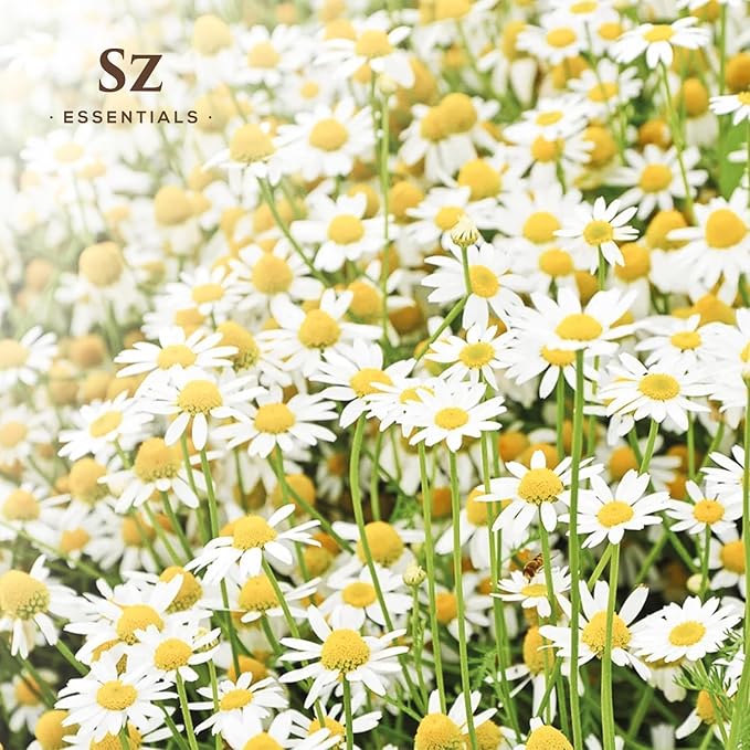 Blue Chamomile Essential Oil - Aka Deepest Blue German Chamomile - Bulgarian Grown Matricaria Recutita - Fresh, Earthy & Floral Scent - Therapeutic Grade & Vegan - 0.22 fl oz (6.5 ml)