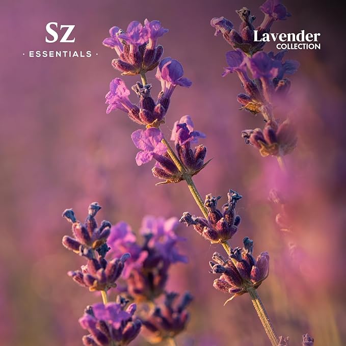 Lavender Essential Oils Collection - Grasse Lavender + High Altitude + Kashmir - Set of 3 Bottles (0.22 Fl Oz - 6.5ml Each)- 100% Pure, Natural & Undiluted - Therapeutic Grade & Vegan