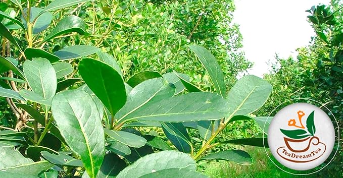 Yerba Mate Tea - Green Cut & Sifted - Unsmoked Energy Boost - 400 Tea Bags - Packed with Nutrients - Your Perfect Coffee Replacement