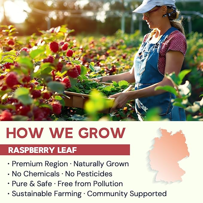 Raspberry Leaf Herbal Tea - 100 Teabags