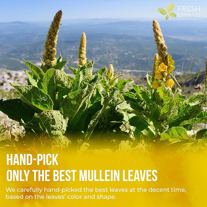 FreshDrinkUS, Premium 15 Mullein Leaf Tea Bags For Lung, 100% Natural & Pure from Mullein Leaves. Loose Leaf Mullein Herbal Tea. Made with Natural Material Tea Bags. No Sugar, No Caffeine, No Gluten, Vegan.