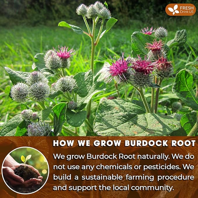 FreshDrinkUS, Premium 120 Burdock Root Tea Bags, 100% Natural & Pure, Herbal Tea. Made with Natural Material Tea Bags. No Sugar, No Caffeine, No Gluten, Vegan.