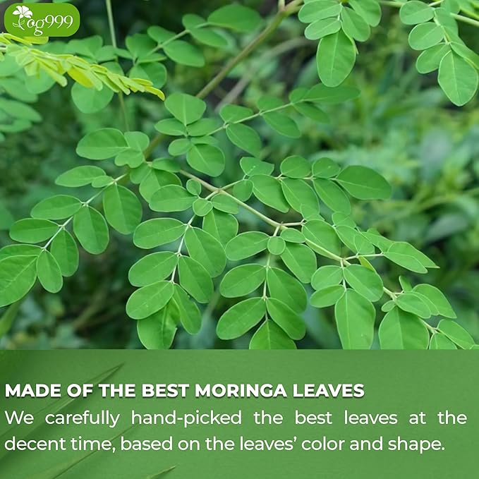TOG999, Premium 120 Moringa Leaf Tea Bags, 100% Natural & Pure. Loose Leaf Moringa Herbal Tea. No Sugar, No Caffeine, No Gluten, Vegan.