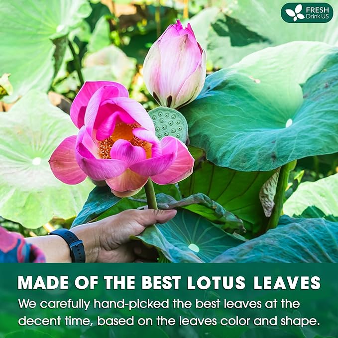 FreshDrinkUS, Premium 75 Lotus Leaf Tea Bags, 100% Natural & Pure from Lotus Leaves. Loose Leaf Lotus Herbal Tea. Made with Eco-Conscious Tea Bags. No Sugar, No Caffeine, No Gluten, Vegan.