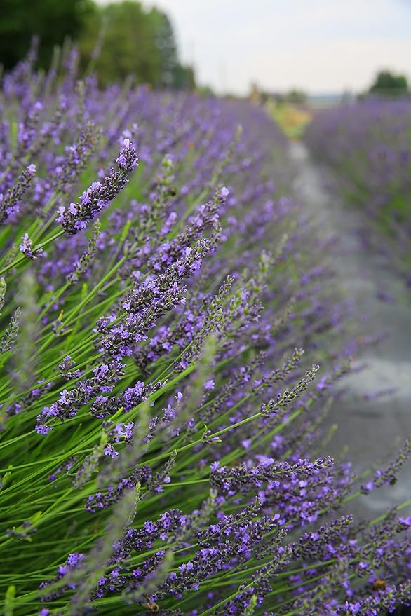 Organic Water Hydrosol Lavender Spray - Floral Water for Skincare, Aromatherapy, Stress Relief & Relaxation, Natural Facial Toner, Body Mist, Room & Linen Spray, Made in USA - 8 oz