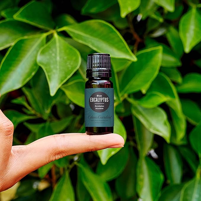 Edens Garden Eucalyptus- Blue Essential Oil- 100% Pure Premium Grade, Undiluted, Natural, Therapeutic, Aromatherapy, The Best for Diffuser, Skin, Candle, Humidifiers 30 ml (1 fl oz)