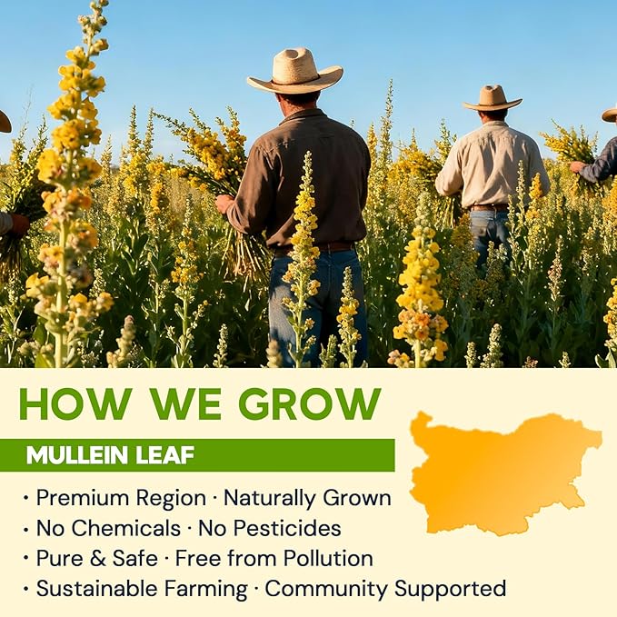 Hiihone Mullein Leaf Tea Bags for Lung Support, 80 Tea Bags, 100% Natural Herbal Tea from Mullein Leaves, Caffeine Free, No Sugar, No Additives
