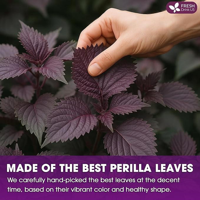 FreshDrinkUS, Premium Perilla Leaf Tea – 75 Tea Bags | 100% Pure Perilla Leaves | Caffeine-Free, Non-GMO, Natural Packaging | Herbal Tea Bags for Daily Enjoyment. Gluten-Free. Sugar-Free. Vegan