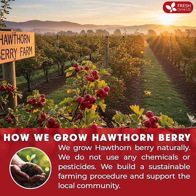FreshDrinkUS, Premium Hawthorn Berry Tea - 135 Tea Bags - 100% Natural Herbal Infusion, Caffeine-Free, Rich Aroma & Smooth Taste. Vegan
