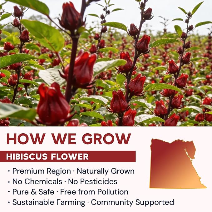 Hibiscus Tea Bags, Hibiscus Flower Herbal Tea - Rich in Vitamin C, Caffeine Free,Sugar Free, 50 Teabags