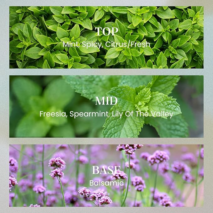 M&SENSE Verbena Basil Candles for Home Scented, 2 Wick 12.7oz Soy Wax Candles Non Toxic,70 Hours Long Burning,Christmas Candles Gift for Stress Relief, Meditation, Yoga