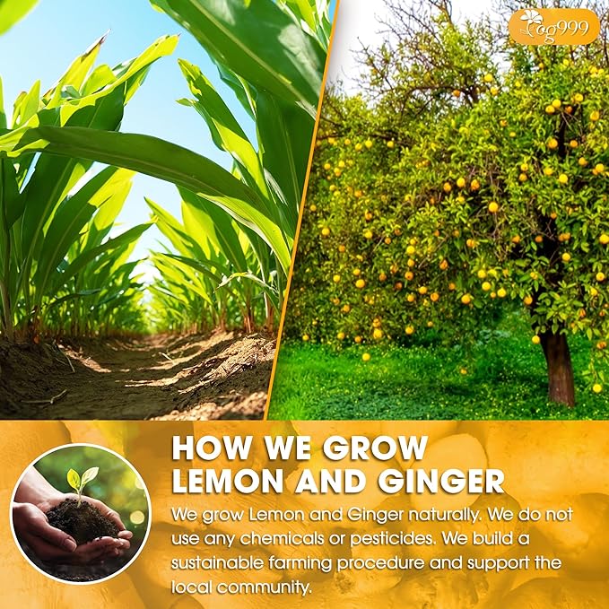 TOG999, Premium Lemon Ginger Tea Bags | 60 Tea Bags | Refreshing Herbal Blend with Bright Citrus & Warming Ginger | Naturally Caffeine-Free | 100% Plant-Based, Sustainably Sourced Herbal Tea