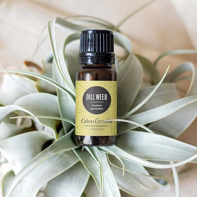 Edens Garden Dill Weed Essential Oil- 100% Pure Premium Grade, Undiluted, Natural, Therapeutic, Aromatherapy, The Best for Diffuser, Skin, Humidifiers, Kid Safe 30 ml (1 fl oz)