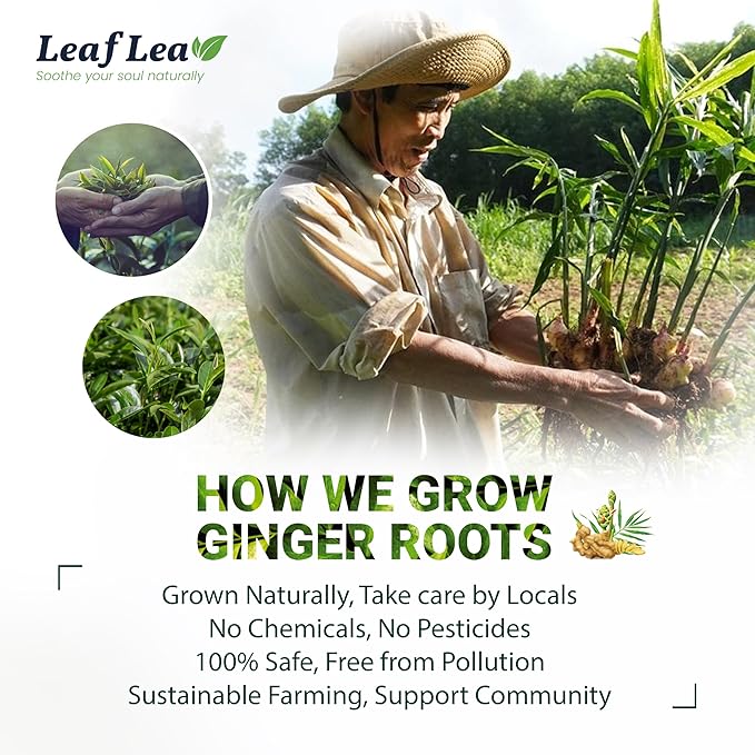 LeafLea Ginger Green Tea, 120 Tea Bags, Premium Green Tea Blend with Pure Ginger Root, Supports Digestive Wellness, Natural Flavor, Low Caffeine, Sugar-Free