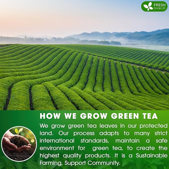 FreshDrinkUS, Premium 175 Green Tea Bags, 100% Natural & Pure from Green Tea. Green Herbal Tea. Made with Natural Material Tea Bags. No Sugar, No Gluten, Vegan