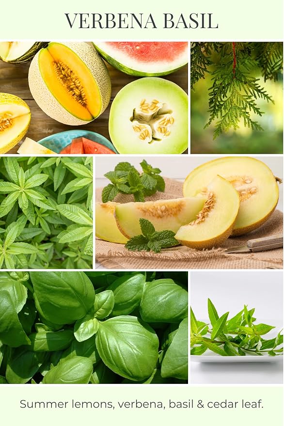 ECO CANDLE CO. Tea Light Candles, Verbena Basil, 10-Pack - Scents of Lemons, Verbena, Basil, & Cedar - Recyclable, 100% Soy Wax, No Lead, Hand Poured, Made from Midwest Grown Soybeans, .6 oz. Each