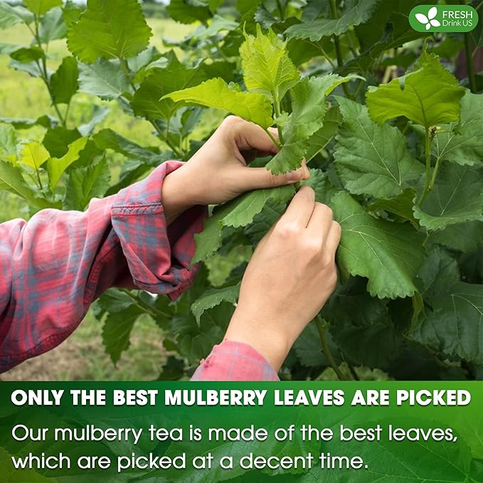 FreshDrinkUS, Premium 120 Mulberry Leaf Tea Bags, 100% Natural & Pure from Mulberry Leaves. Loose Leaf Herbal Tea. Made with Natural Material Tea Bags. No Sugar, No Caffeine, No Gluten, Vegan.