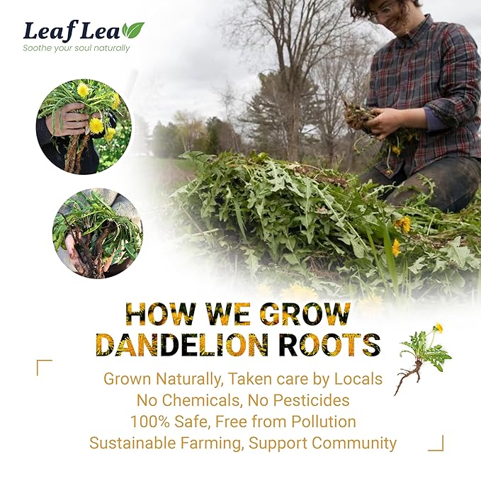 LeafLea Dandelion Root Tea Bags, 240 Count, Natural Dandelion Herbal Tea Blend, Natural Dried Dandelion Root, Caffeine-Free, Sugar-Free, Vegan, Sealed for Fresh Flavor, Pack of 6