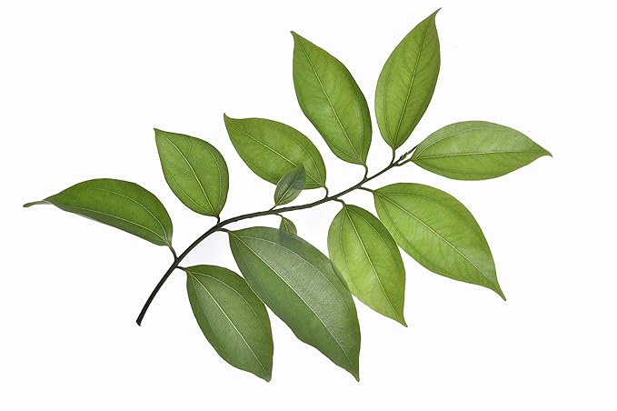 US Organic 100% Pure Cinnamon Leaf Essential Oil - USDA Certified Organic, Steam Distilled - W/Euro Dropper (More Size Variations Available) (15 ml / .5 fl oz)
