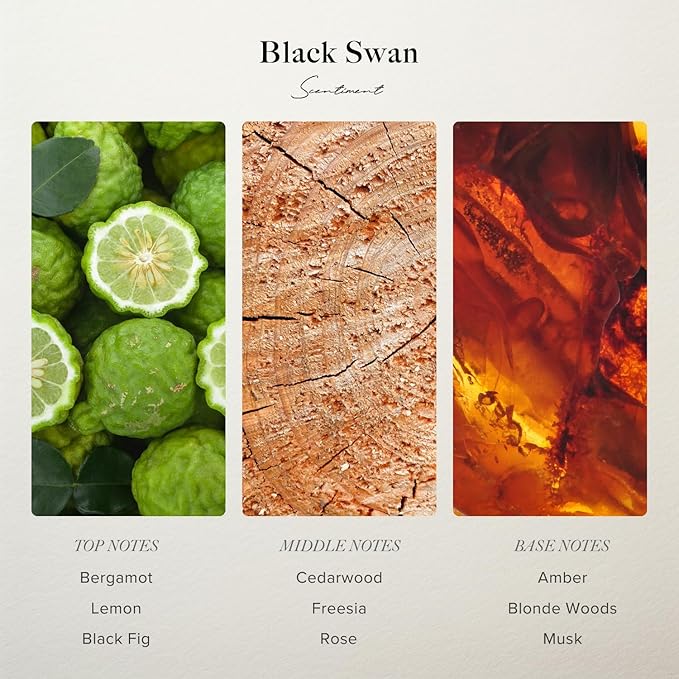 Scentiment Diffuser Oil - Black Swan | Aromatherapy Home Fragrance | Inspired by Edition® New York | Luxurious Scent with Notes of Blonde Woods, Rose, Black Fig (50 mL)